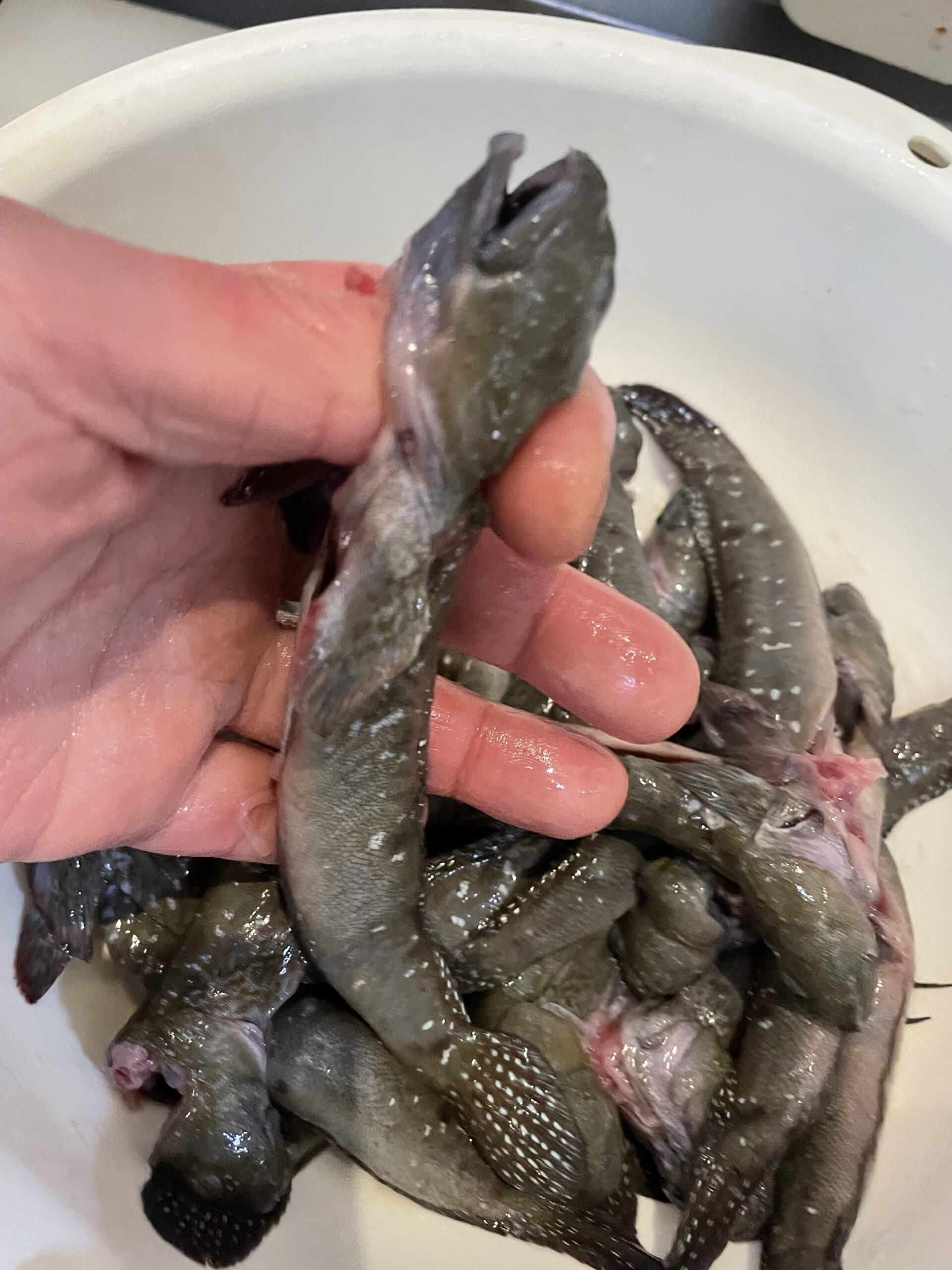 こんにちは😛　　有明　むつごろう　　わらすぼ　　エツゴ　　海茸　　クラゲ酢